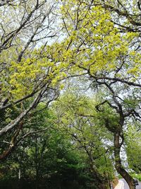 Low angle view of flowering tree in forest