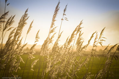 Close-up of wheat field against sky