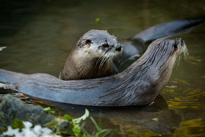 Otters swimming in lake