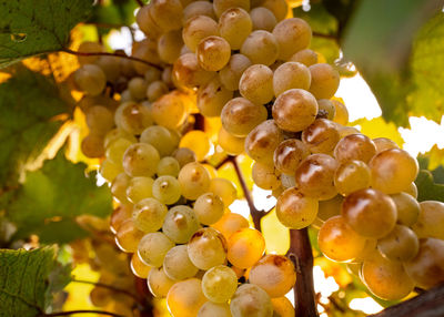 Close-up of grapes growing in vineyard