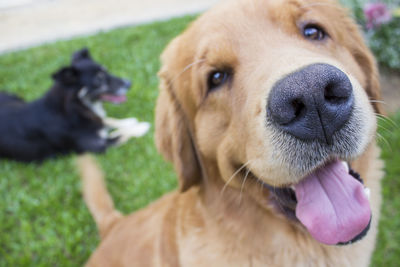 Close-up portrait of puppy