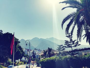 Panoramic view of palm trees and mountains against sky