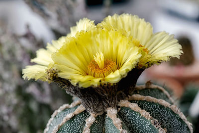 Close-up of yellow flowering plant