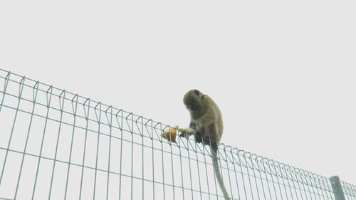 Low angle view of bird perching in cage against clear sky