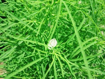 Close-up of flower blooming in field