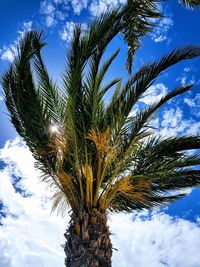 Low angle view of palm tree against blue sky