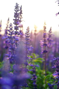 Close-up of purple flowering plants on field