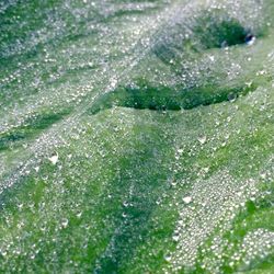 Close-up of water drops on plant