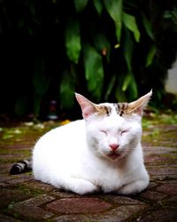 White cat resting outdoors