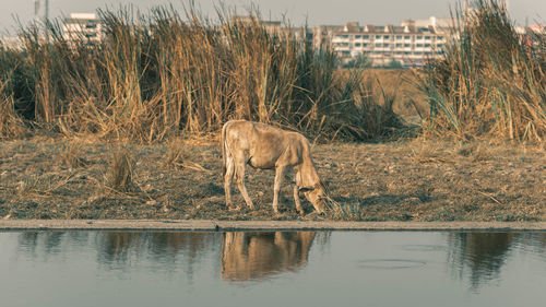 View of elephant drinking water from lake