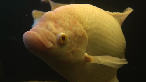 Close-up of fish swimming in sea