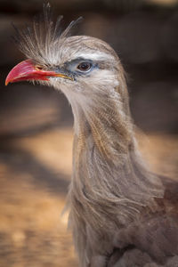 Close-up of a bird