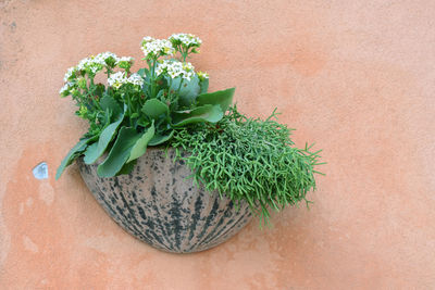 High angle view of flower pot plant