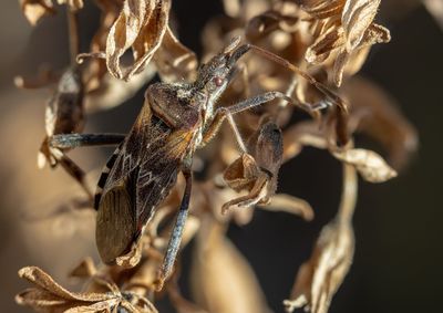 Close-up of dried plant