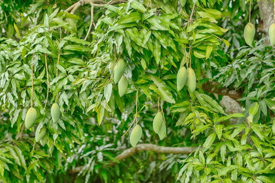 Full frame shot of leaves and mangoes on tree