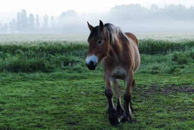 Horse standing on grassy field during foggy weather