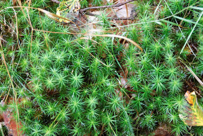 High angle view of plants on field