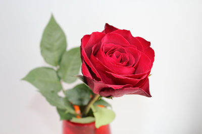 Close-up of red rose against white background