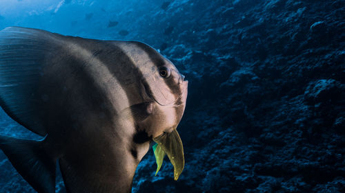 Close-up of horse in sea