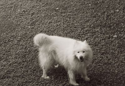 Close-up of white puppy