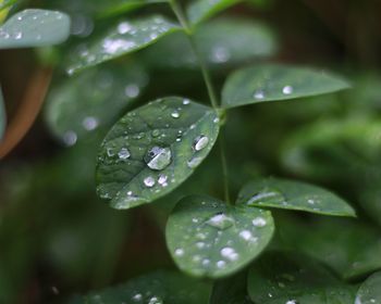 Close-up of wet plant leaves