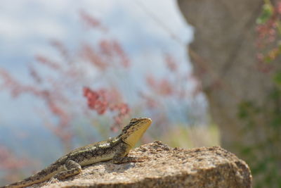 Close-up of lizard on rock