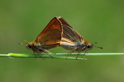 Close-up of butterfly on leaf