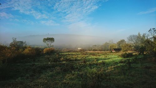 Trees on grassy field against sky in foggy weather