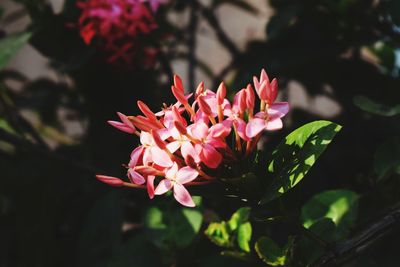 Close-up of pink flowering plant