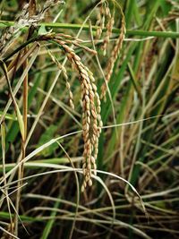 Close-up of wheat growing on field