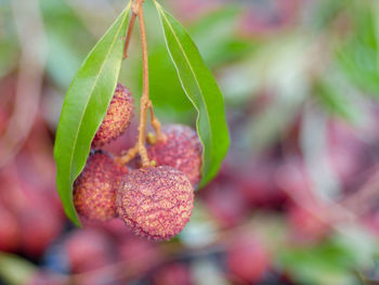 Close-up of strawberry growing on tree