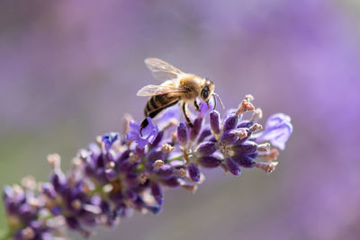 Close-up of purple flowering plant