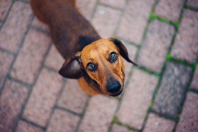 High angle portrait of dog on footpath