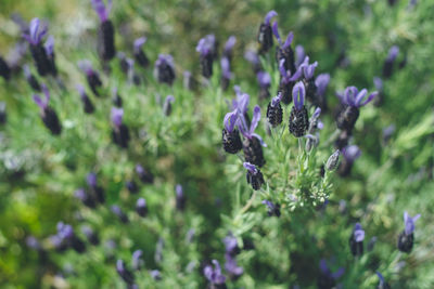 French lavender flower garden - spring april flower pier at uminonakamichi seaside park, fukuoka