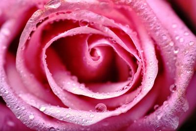 Close-up of pink rose