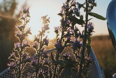 Close-up of purple flowering plants on field