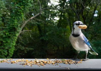 Close-up of blue jay perching on a railing