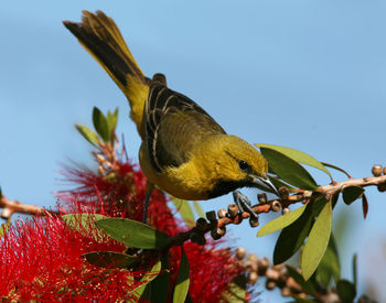 Low angle view of bird perching on plant against sky