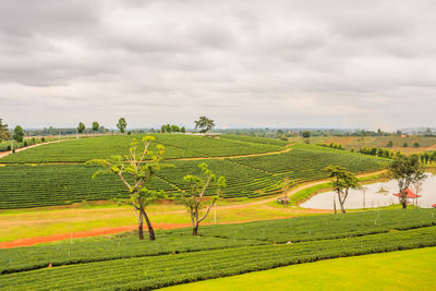 Choui fong tea plantation against cloudy sky