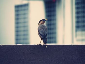 Bird perching on a wall