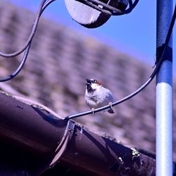 Close-up of bird perching on metal