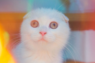 Close-up portrait of a cat