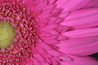 Close-up of pink flower
