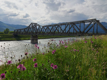 View of purple flowering plants by bridge against sky