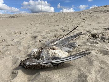 High angle view of driftwood on beach