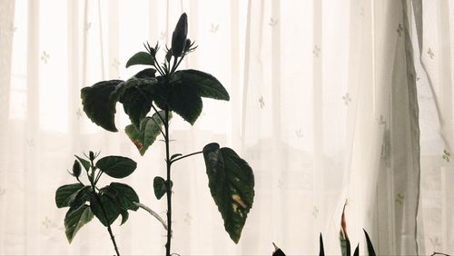 Close-up of plant against curtain
