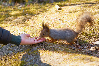 Human hand feeding