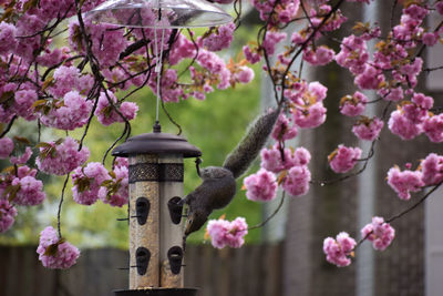 Close-up of pink flowers on branch