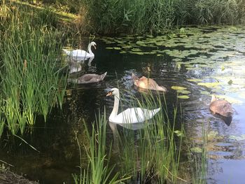 View of duck swimming in lake