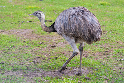 Side view of bird on grass